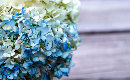 Close-up of blue flowers on table