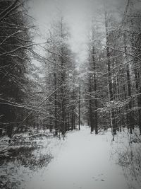 Bare trees against sky
