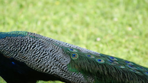 Close-up of peacock