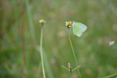 Close-up of butterfly pollinating on flower