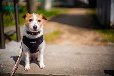 Portrait of dog running on footpath