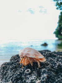 Close-up of shell on beach