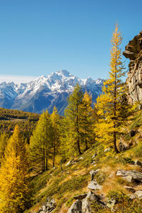 Scenic view of trees and mountains against clear sky