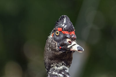 Close-up portrait of a musk duck at the springs of agia varvara