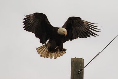 Low angle view of eagle against clear sky