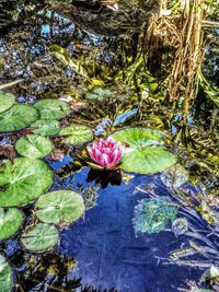 High angle view of lotus water lily