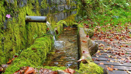 Plants growing by stream in forest during autumn