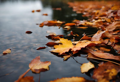 Autumn leaves floating on puddle
