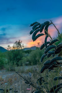 Close-up of plant on field against sky during sunset