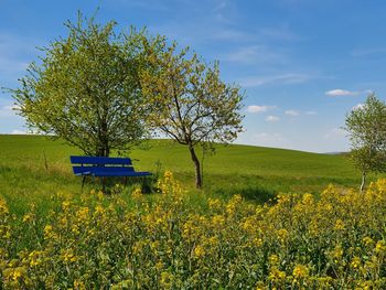 Scenic view of oilseed rape field against sky
