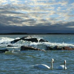 Swans on sea against sky