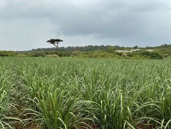 agriculture