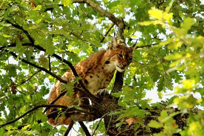 Low angle view of squirrel sitting on tree