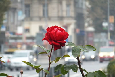 Close-up of red rose growing in city