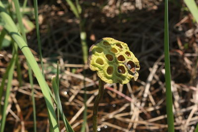 Close-up of plant growing on field