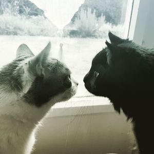 Close-up of cat against sky