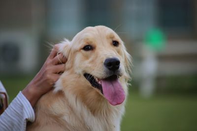 Close-up portrait of dog