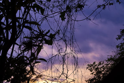 Low angle view of silhouette tree against sky at sunset