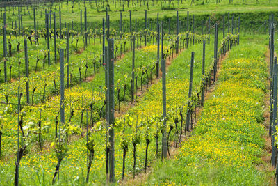 View of vineyard