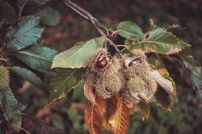 Close-up of fruit on plant