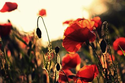 Close-up of red poppy flowers on field