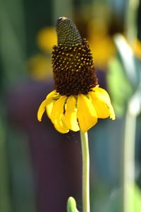 Close-up of yellow flower