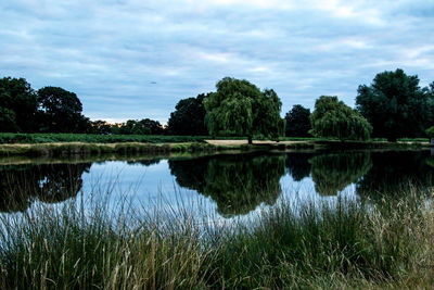 Reflection of trees in lake