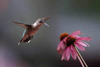 Ruby throated hummingbird and purple flower