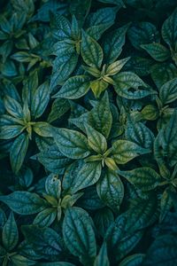 Full frame shot of green leaves