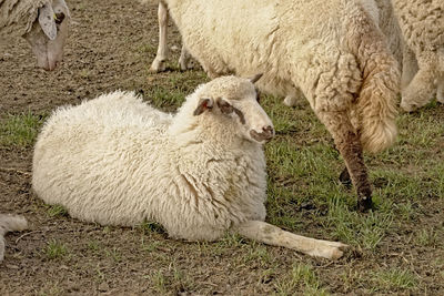 Sheep in a field