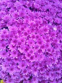 Full frame shot of pink flowers