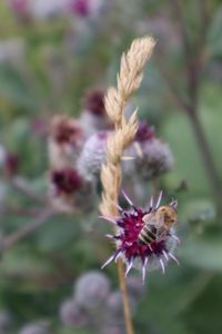 Close-up of purple flowering plant on field