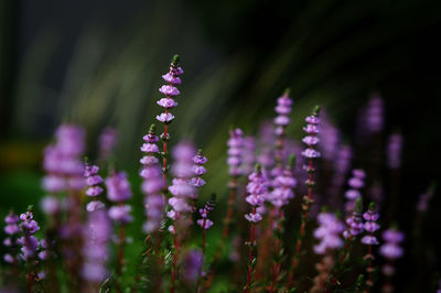 Close-up of purple flowering plant