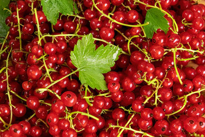 Healthy food. red currants in bulk closeup. organic berries. view directly from the top.