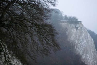 Low angle view of trees against sky