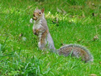 Squirrel on field
