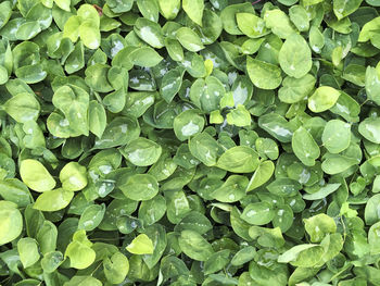 Full frame shot of wet leaves