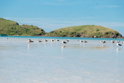 Birds swimming in sea