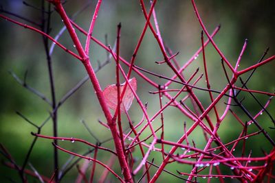 Close-up of pink flower tree