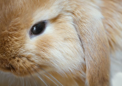 Close-up of rabbit