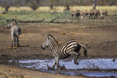 Zebras at national park