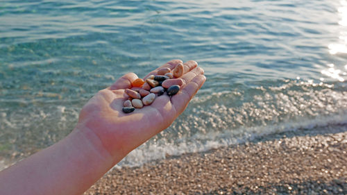 Close-up of hand holding sea shells at beach