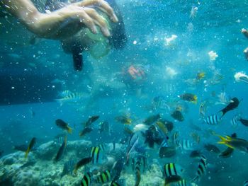 Man snorkeling in sea