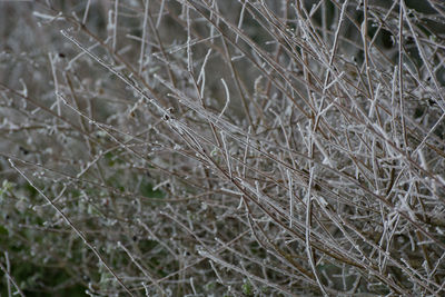 Full frame shot of spider web