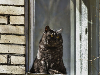 Portrait of a cat looking through window