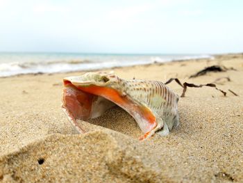 Close-up of crab on beach against sky