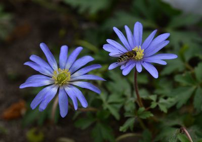 Close-up of purple flowers blooming outdoors