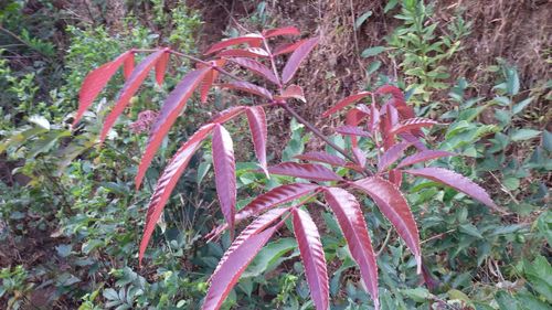 Close-up of plants