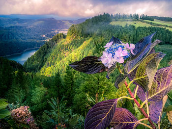 Scenic view of flowering plants by mountains against sky