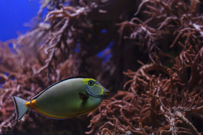 Close-up side view of naso tang fish in water